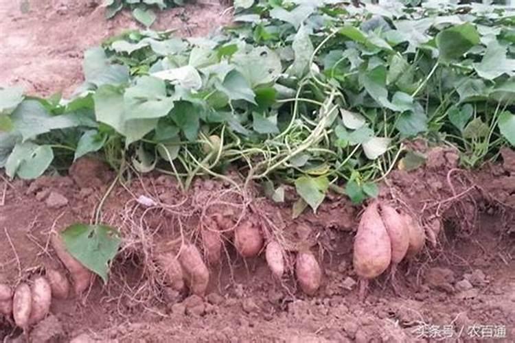 红薯的种植方法和管理技术