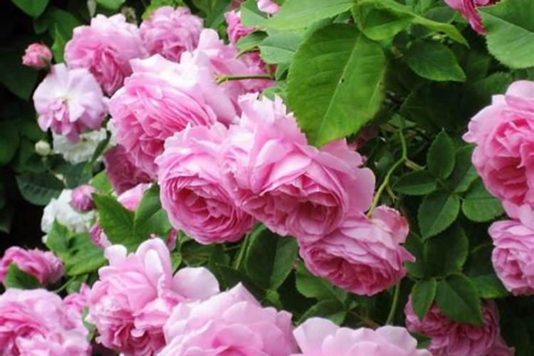 藤本月季怎么施肥,幼期氮肥为主生长期追施复合肥