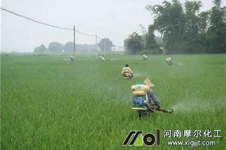 如何施用叶面肥