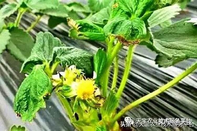 黄瓜怎么提龙头快