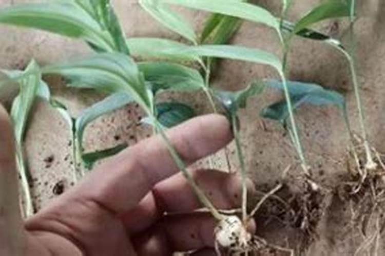 黄瓜喷什么叶面肥茎杆粗壮