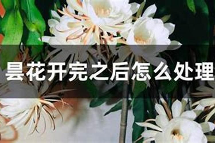 昙花开花后怎么修剪 开完花后剪枝方法