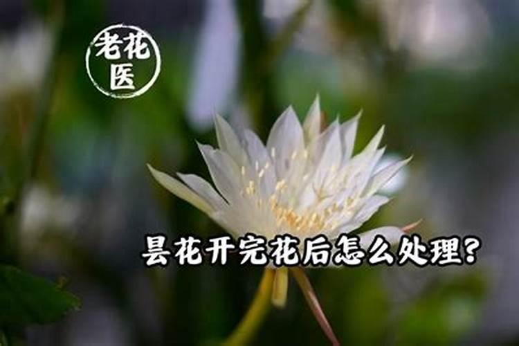 昙花开完之后怎么处理 处理开过之后的昙花