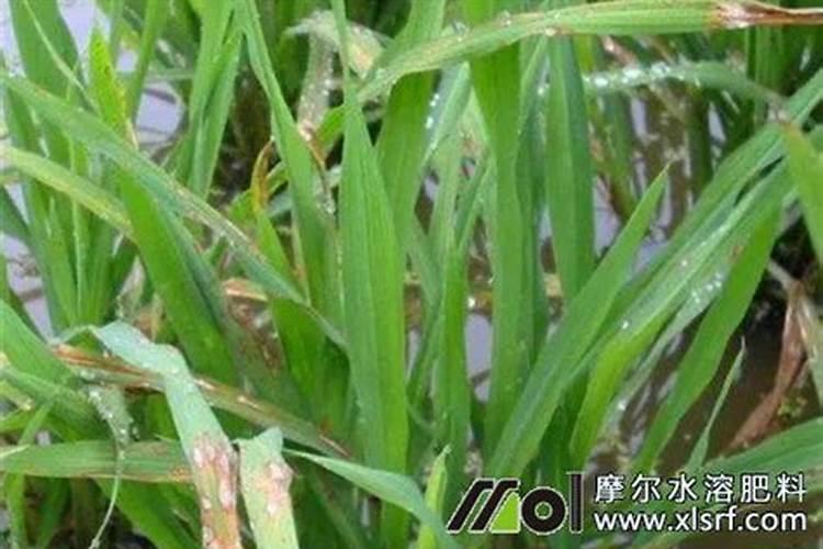 水田淹水期 不适用哪种氮肥