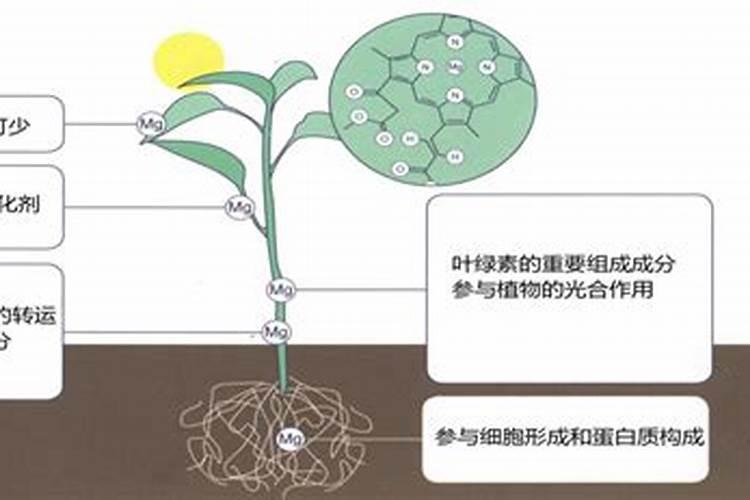 哪种叶面用的钙肥吸收好