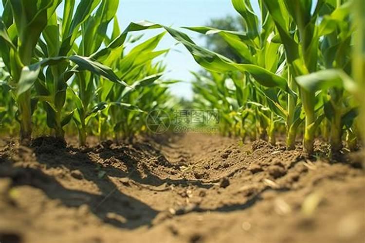 果农们注意了,想要磷肥施肥效果好请记住这几点!