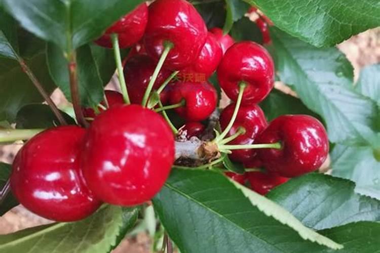 樱桃树水溶肥的使用方法