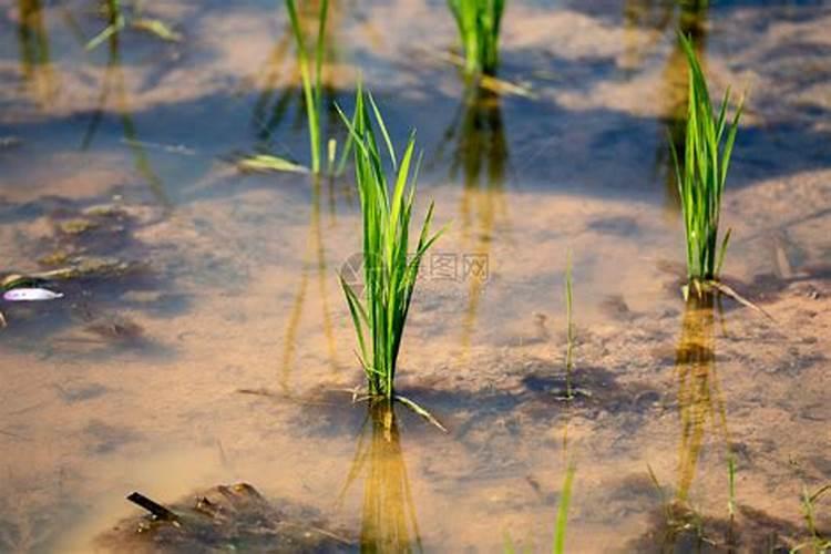 油菜籽施肥用什么肥料花卉百科