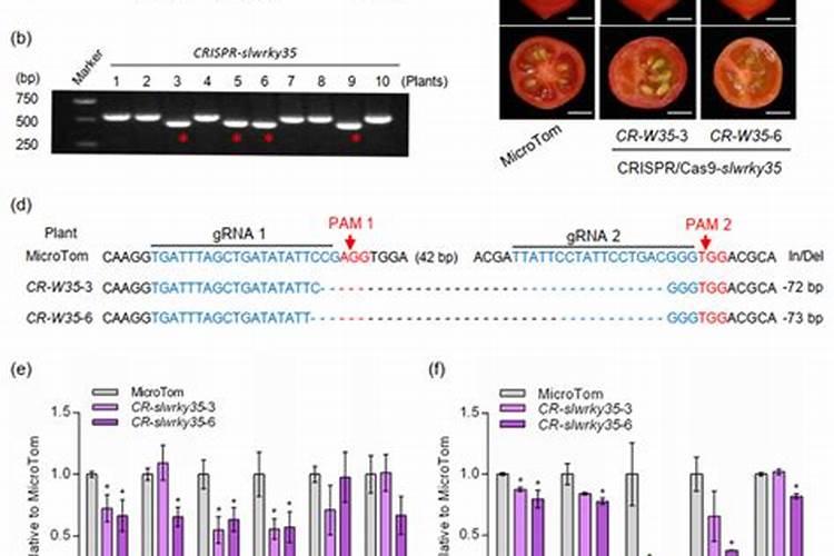 西红柿营养成分含量表
