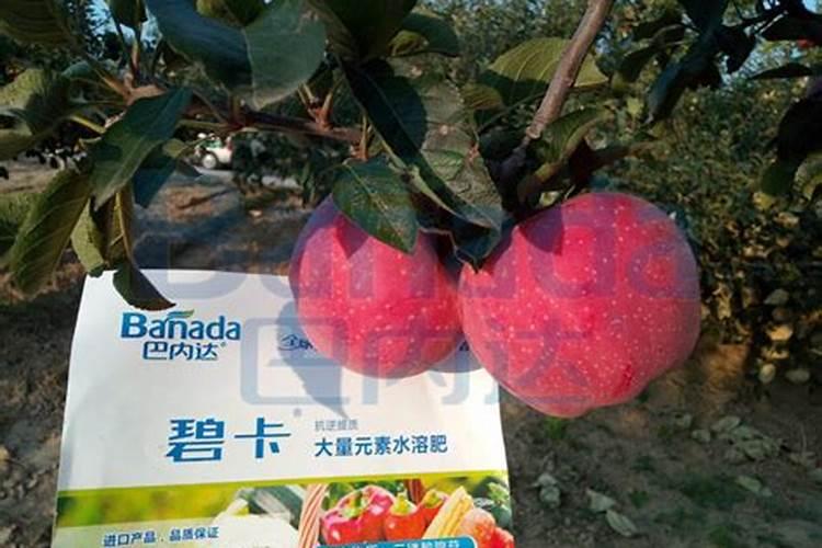 苹果缺钙症状什么时候补钙最快(苹果补钙用什么药)
