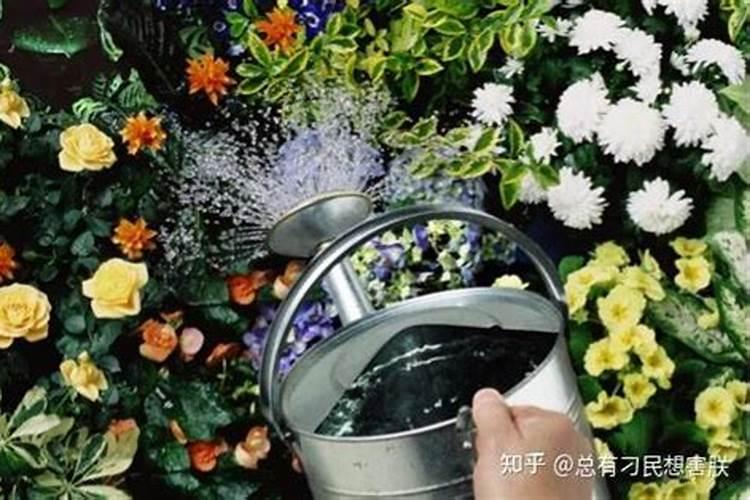 兰花喷什么叶面肥最好(兰花叶面肥喷施注意事项)