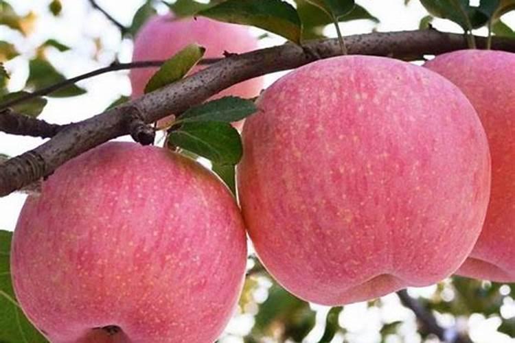 苹果树补钙几月份最好