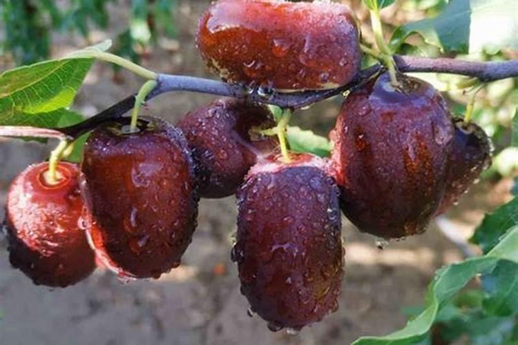 大枣膨大期上什么肥料产量高？大枣保花保果用哪种水溶肥效果好？