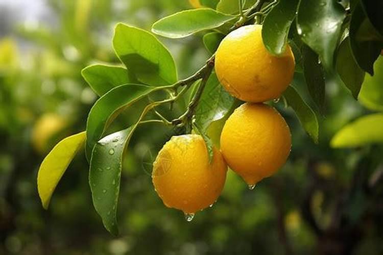柠檬开花打不打药