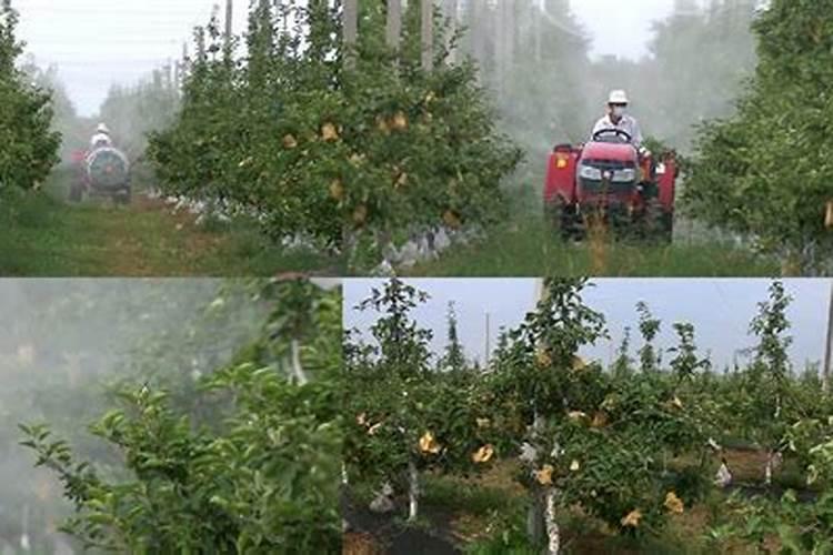 苹果树什么时候施肥好如何给苹果树施肥