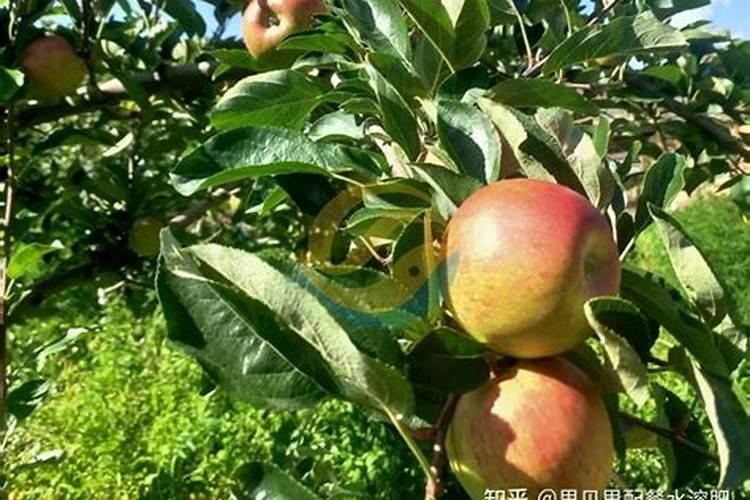 苹果几月份打硼好