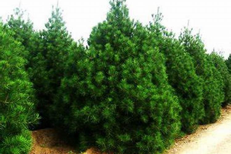 松树皮怎么发酵最快