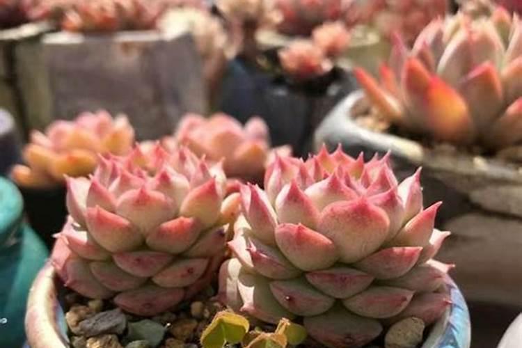 盆栽多肉植物施什么肥 该如何施肥