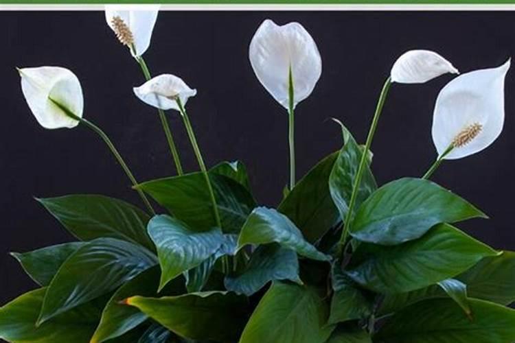 百合施什么肥最好