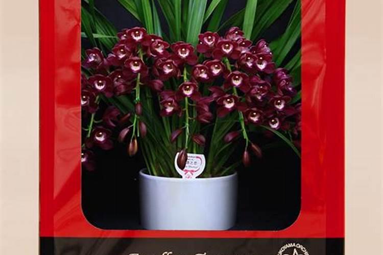 鸡屎粪怎么使用