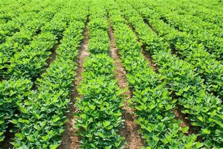 现在的花生能追肥吗