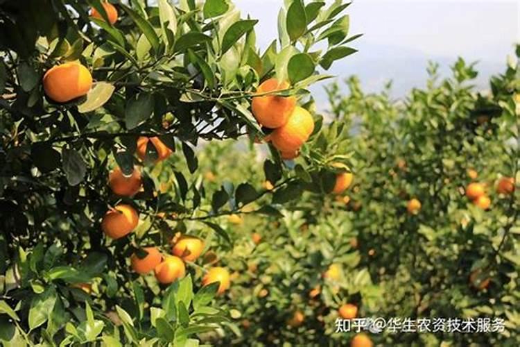 怎样防治柑橘缺钾症？