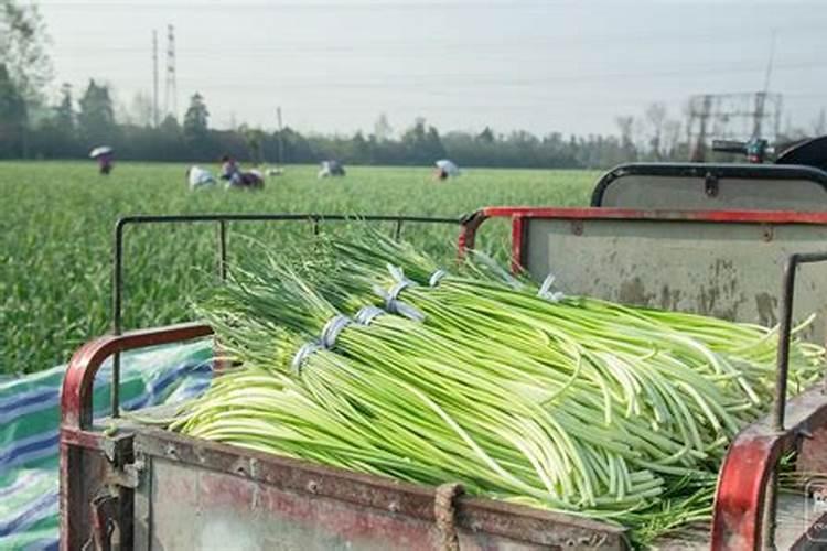 大蒜早出蒜苔的方法