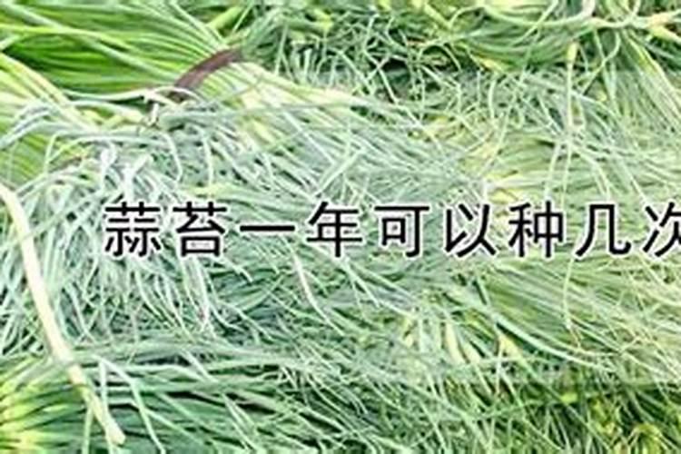 如何使苔蒜早出蒜苔？