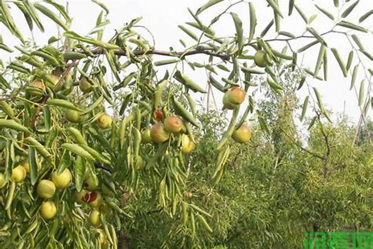 枣树能下尿素肥料吗