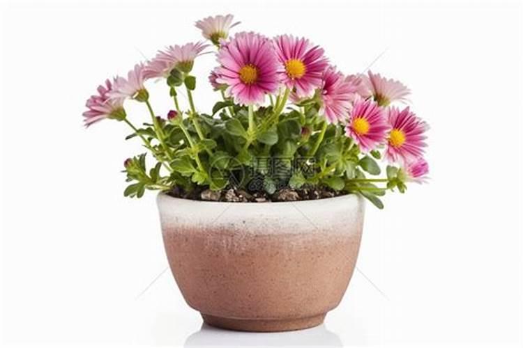 复合肥一盆施几粒 如何给花施肥