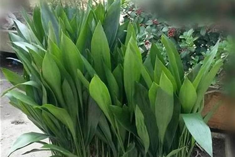 一叶兰用什么肥料