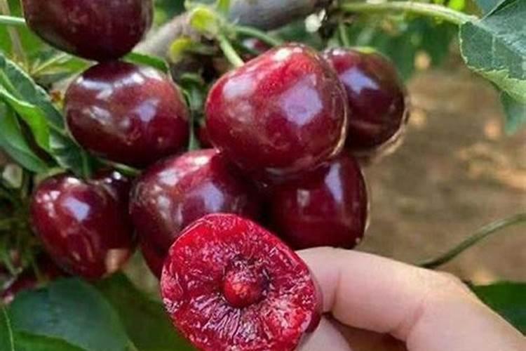 大樱桃树使用黄腐酸钾上基肥可以吗？