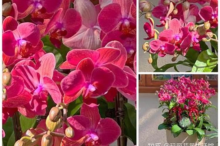 蝴蝶兰可施氮肥吗