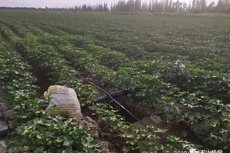 棉花种植注意事项是什么