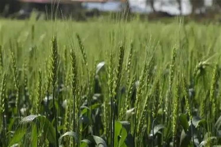 小麦需要的氮磷钾分别是多少