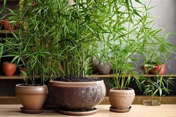 尿素和氮肥有什么区别