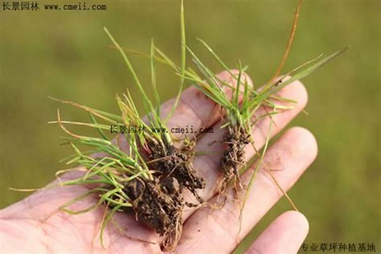 天然 有机氮肥有哪些