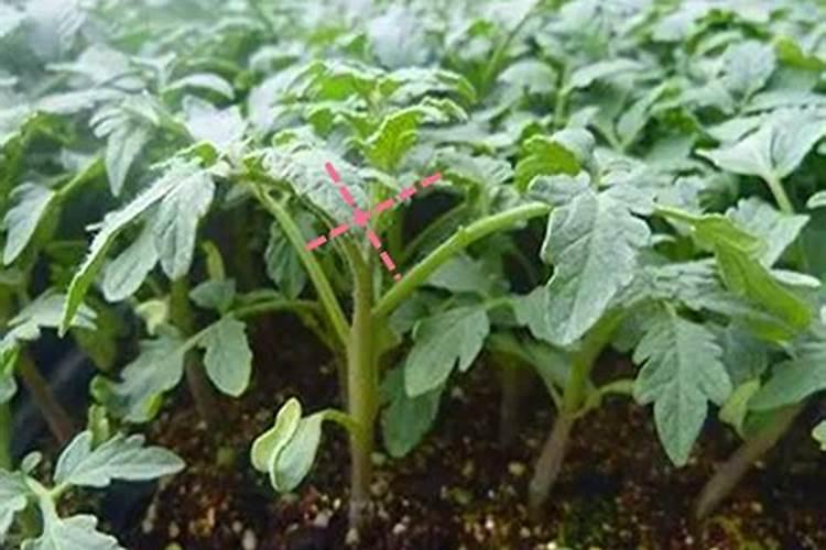 西红柿只长秧不开花不座果是什么原因