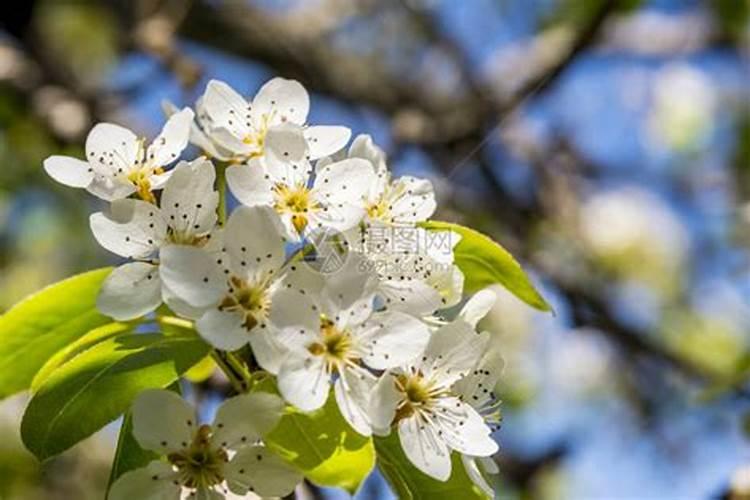 梨树叶面肥什么时期喷施