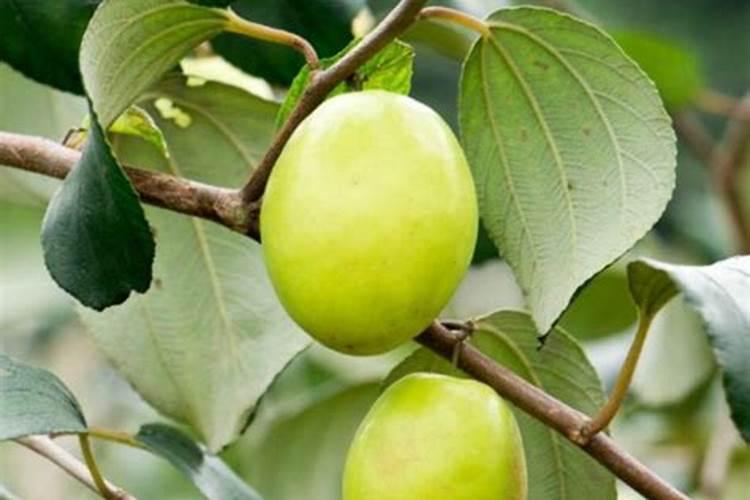 大青枣膨果期喷氨基酸水溶肥可以吗