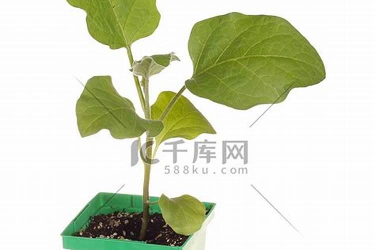 茄子移栽后多少天追肥