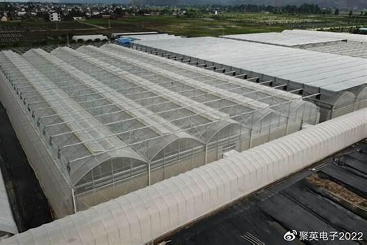 大棚黄瓜蔓长的慢施什么肥？