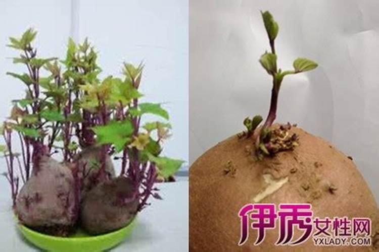 只需要长地瓜叶的肥料配比是多少