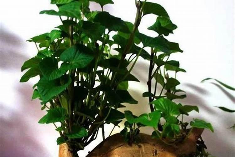 红薯生长后期适当喷施叶面肥,都有哪些作用？