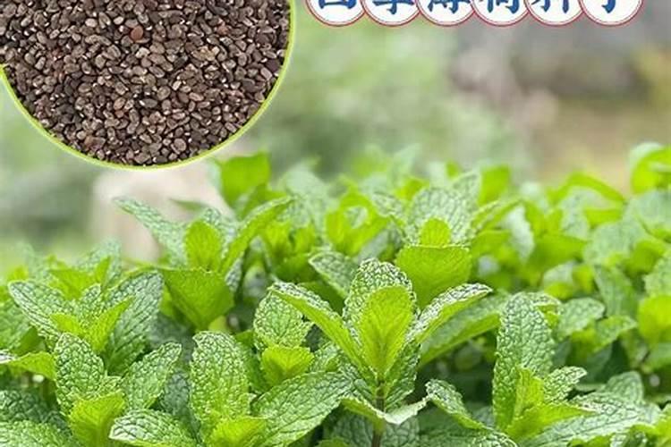 薄荷施什么肥最好