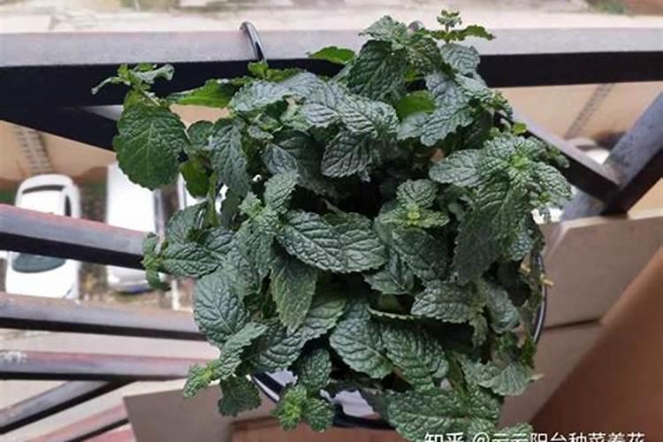 薄荷需要哪些肥料