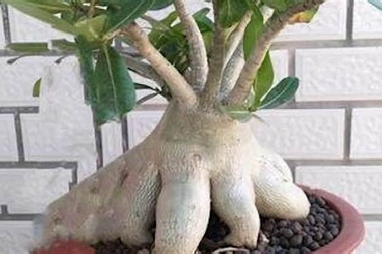 沙漠玫瑰怎样施肥