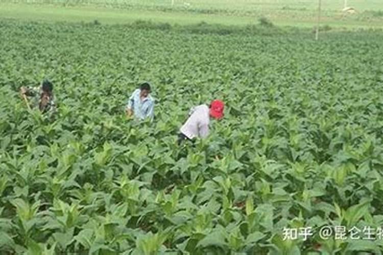 烟草打什么药好