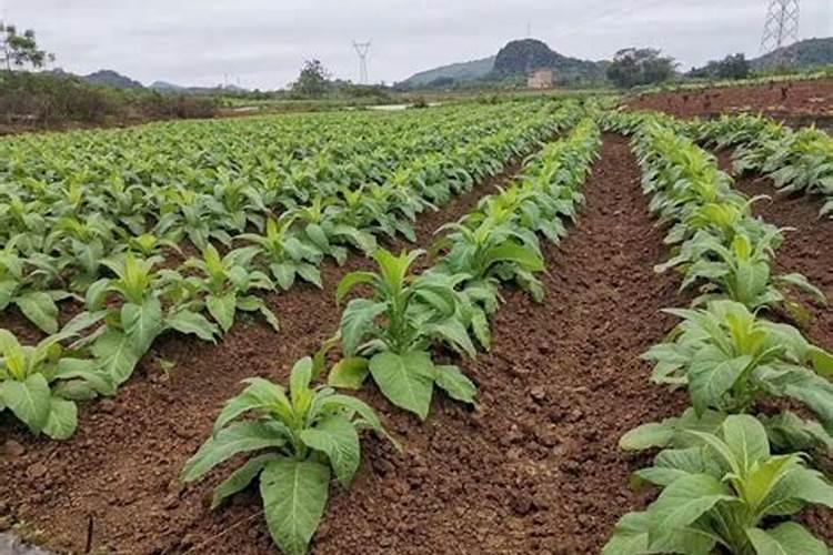 烟苗被冰雹打过,栽上叶子变黄,喷什么农药好