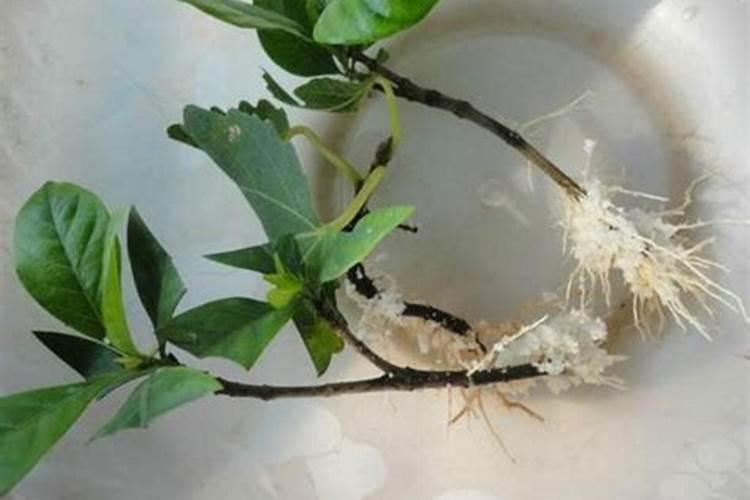 栀子花什么时候生长快,怎么才能长的快